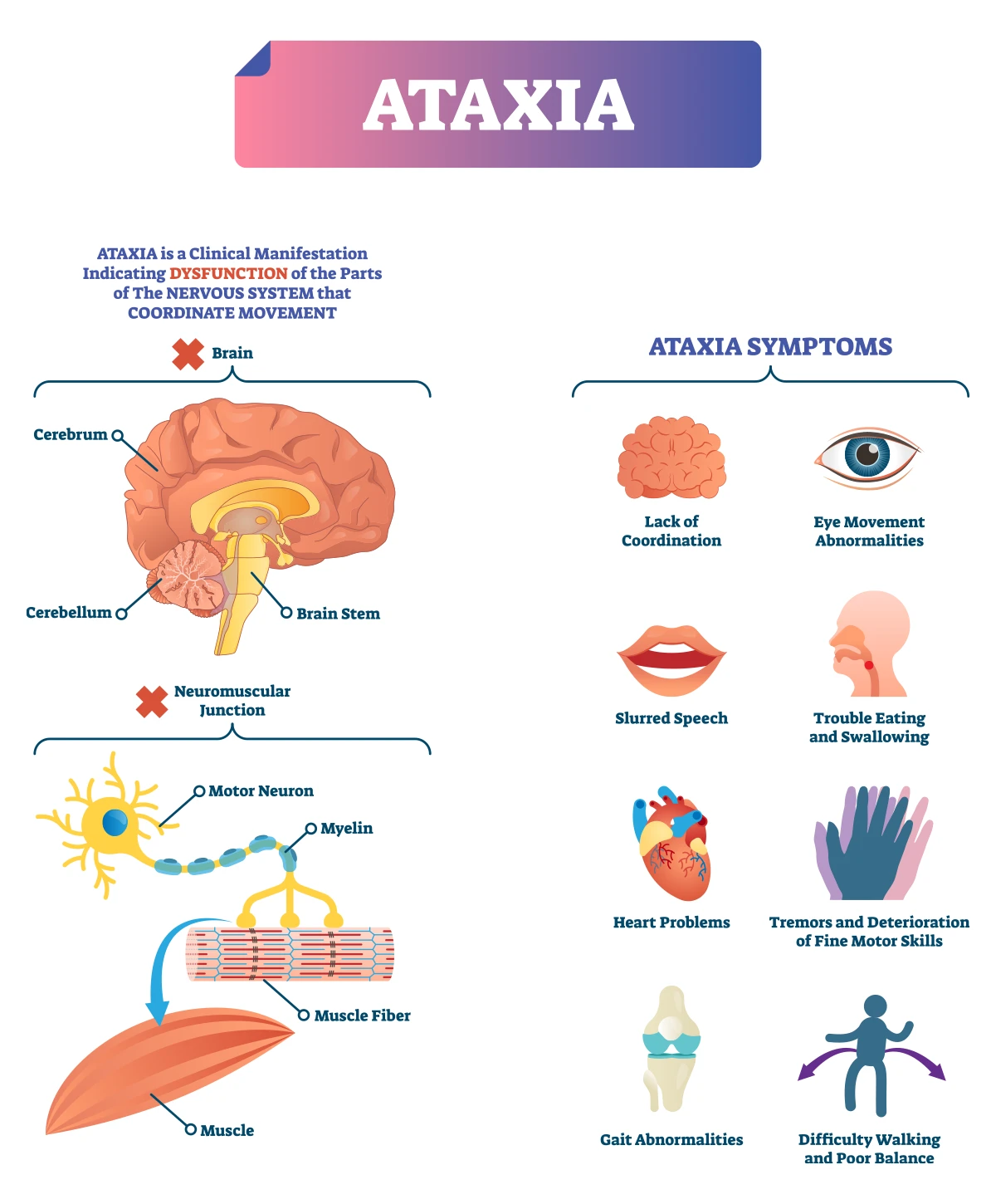 The image shows the location of the cerebellum and possible ataxia symptoms.
